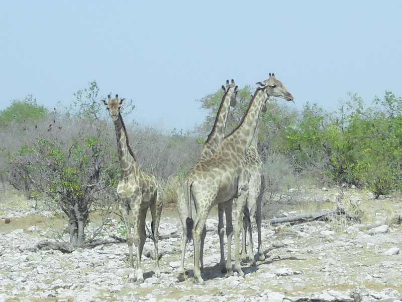 Image CIMG7724.JPG