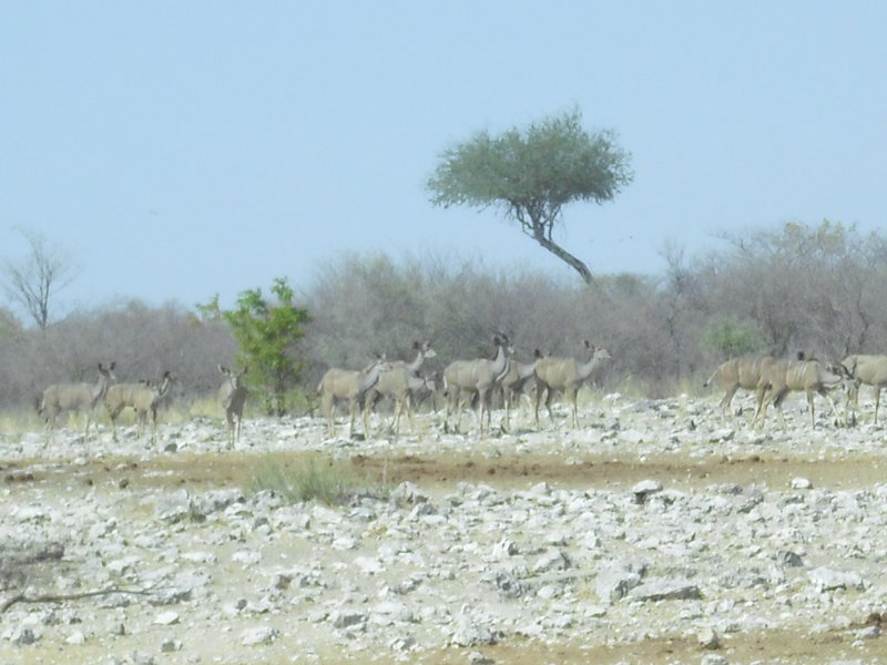 Image CIMG7726.JPG