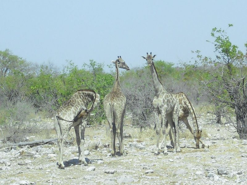 Image CIMG7727.JPG