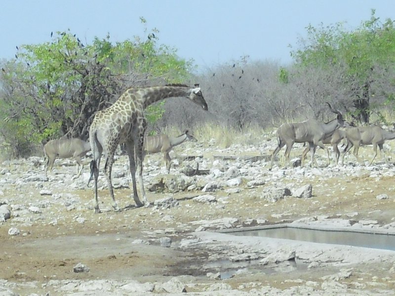 Image CIMG7733.JPG