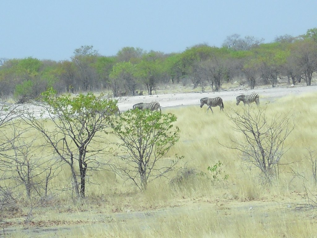 Image CIMG7735.JPG
