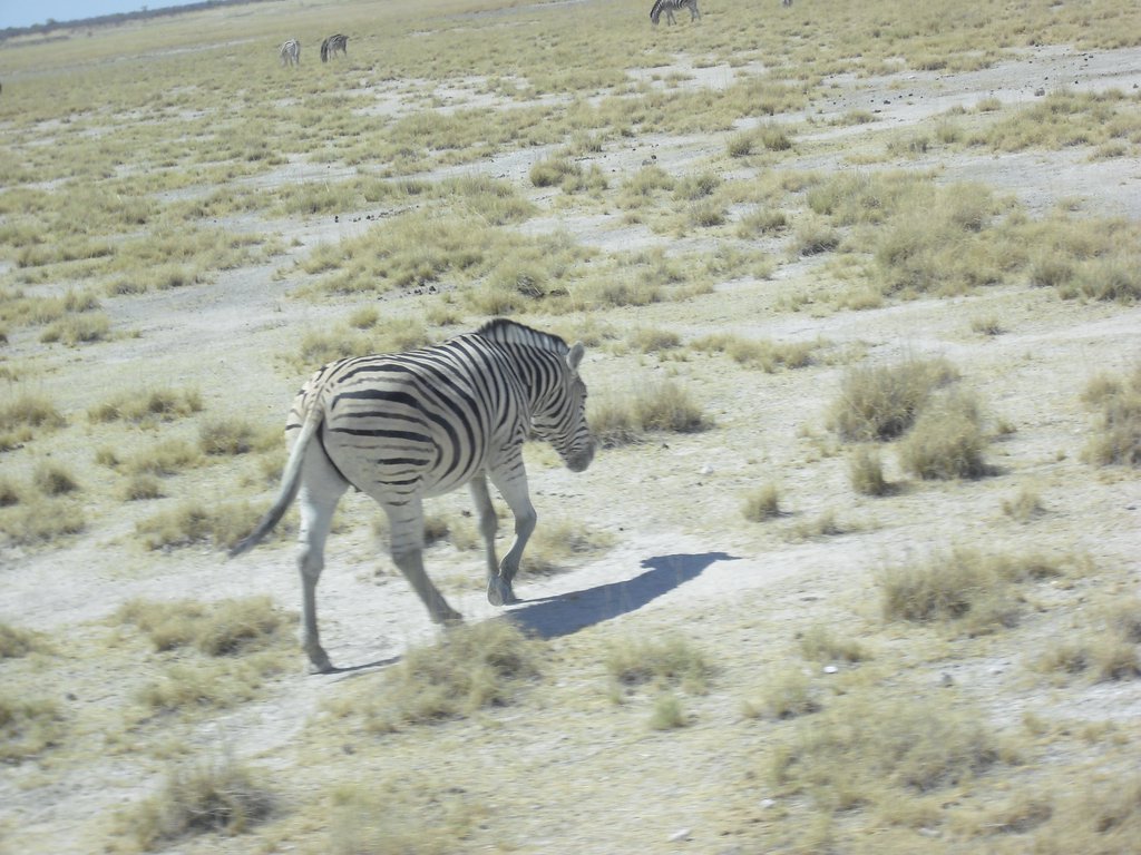 Image CIMG7736.JPG