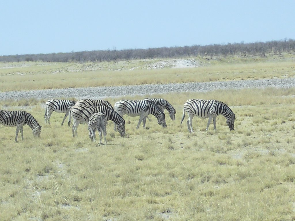 Image CIMG7739.JPG