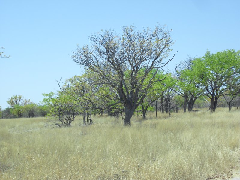 Image CIMG7747.JPG