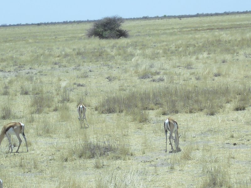 Image CIMG7756.JPG