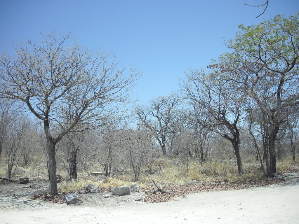 Image CIMG7760.JPG