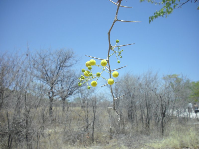 Image CIMG7761.JPG