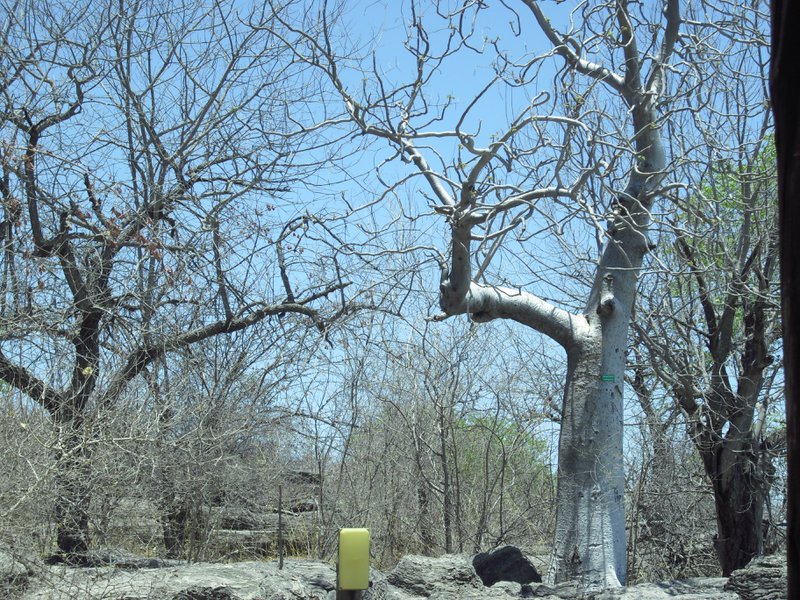 Image CIMG7764.JPG