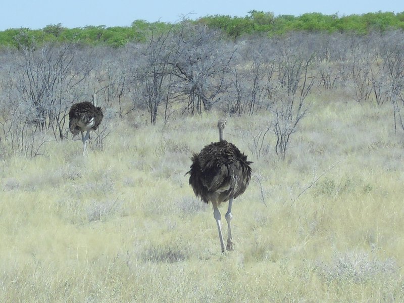 Image CIMG7784.JPG