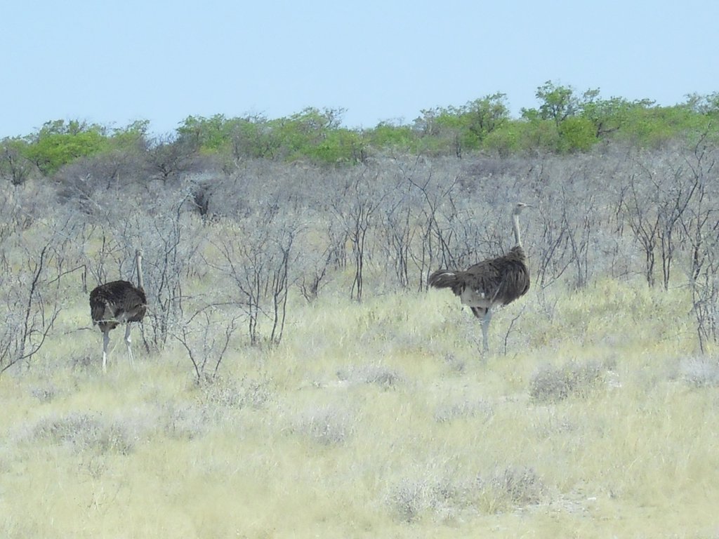Image CIMG7785.JPG