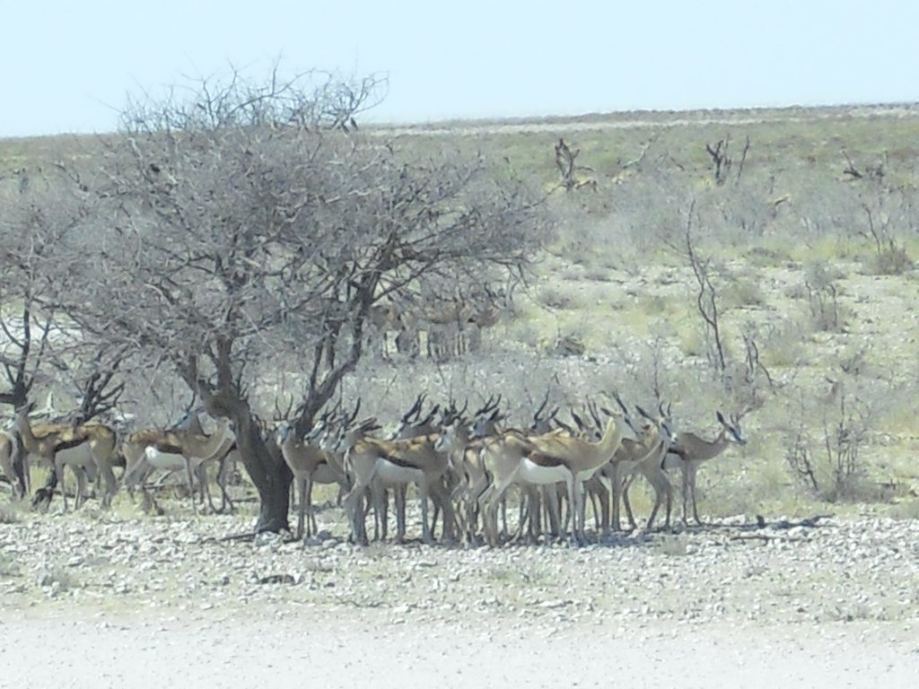Image CIMG7795.JPG