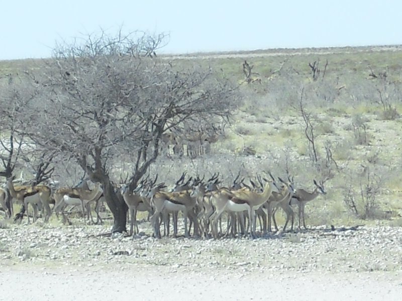Image CIMG7795.JPG