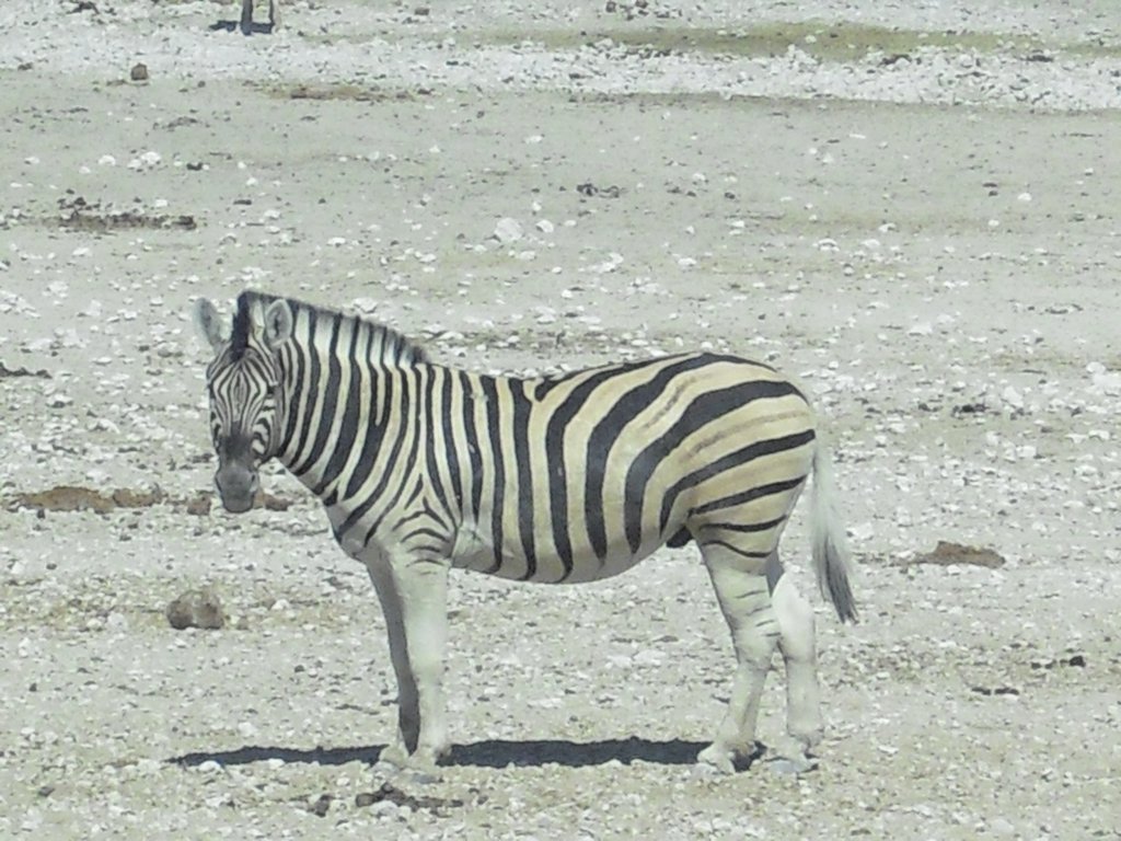 Image CIMG7797.JPG