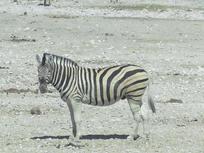 Image CIMG7797.JPG