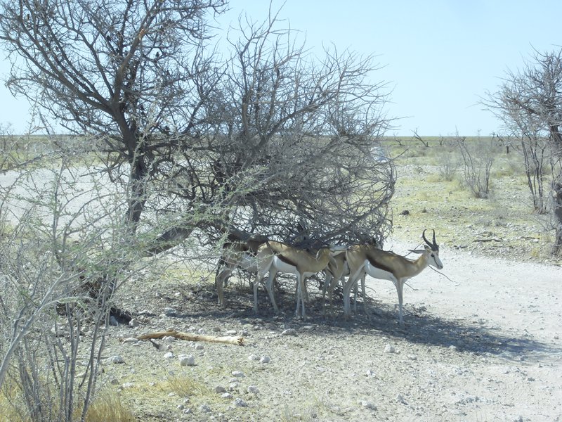 Image CIMG7807.JPG