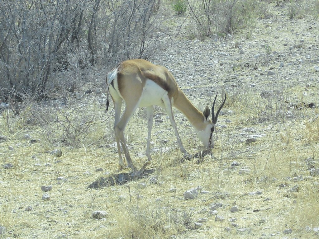 Image CIMG7808.JPG