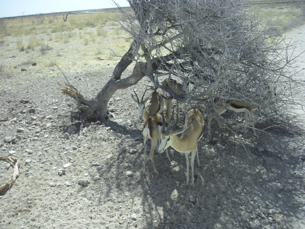 Image CIMG7809.JPG