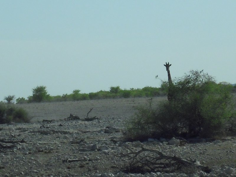 Image CIMG7827.JPG