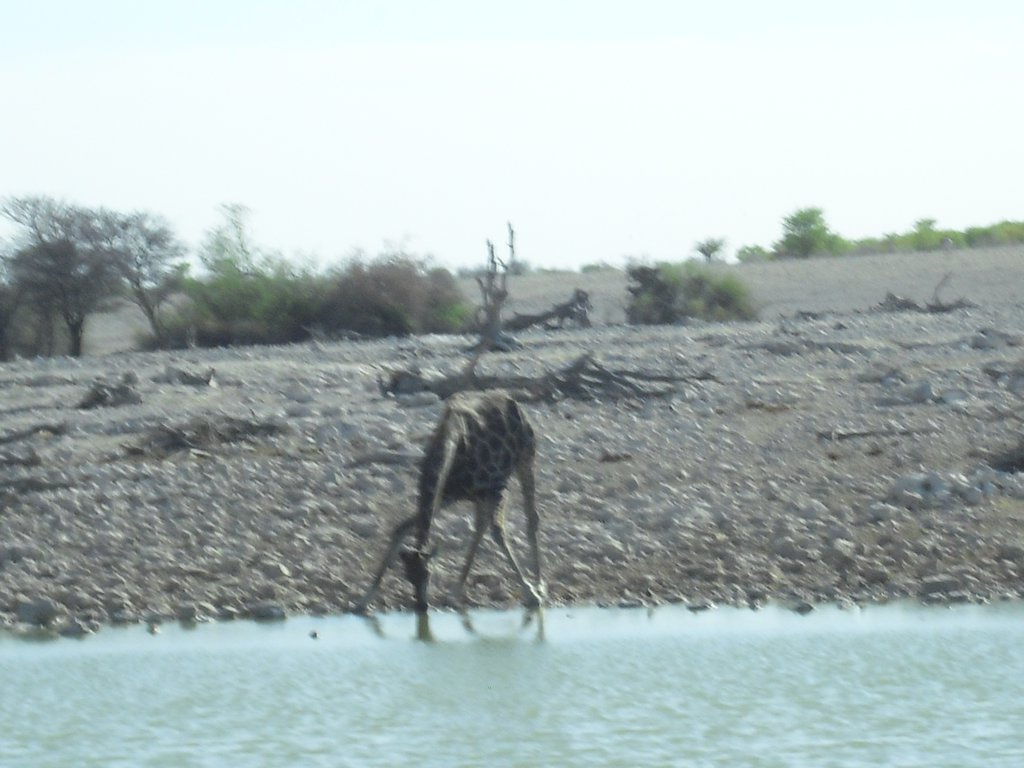 Image CIMG7831.JPG