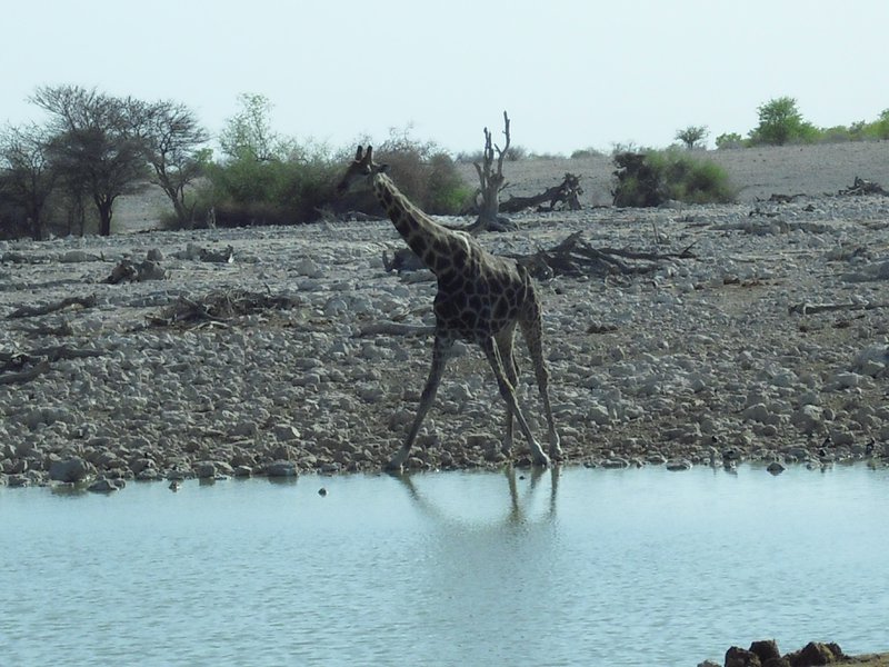 Image CIMG7834.JPG