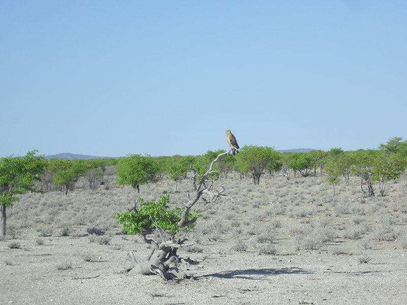 Image CIMG7861.JPG