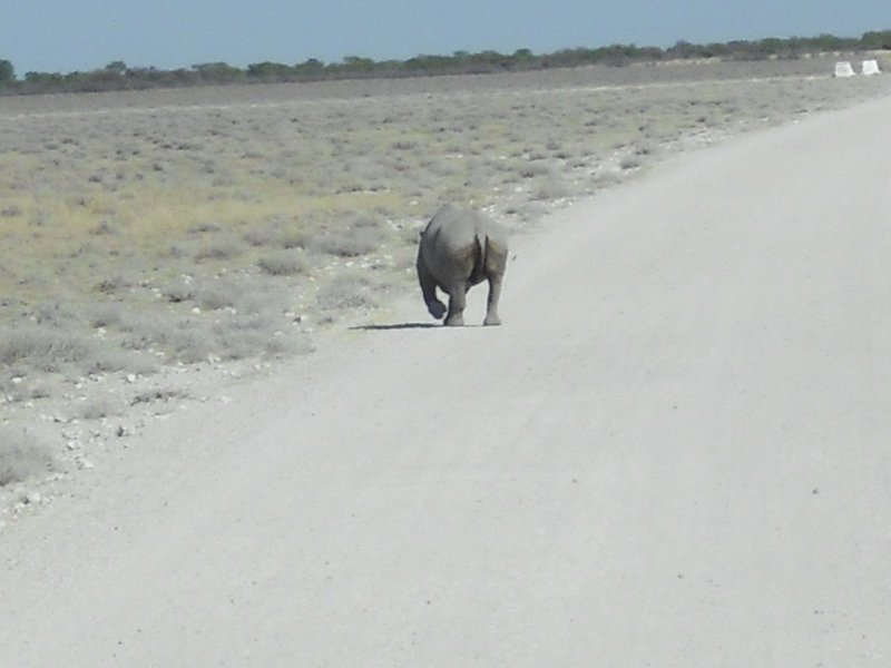 Image CIMG7864.JPG
