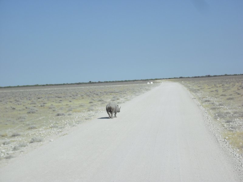 Image CIMG7868.JPG