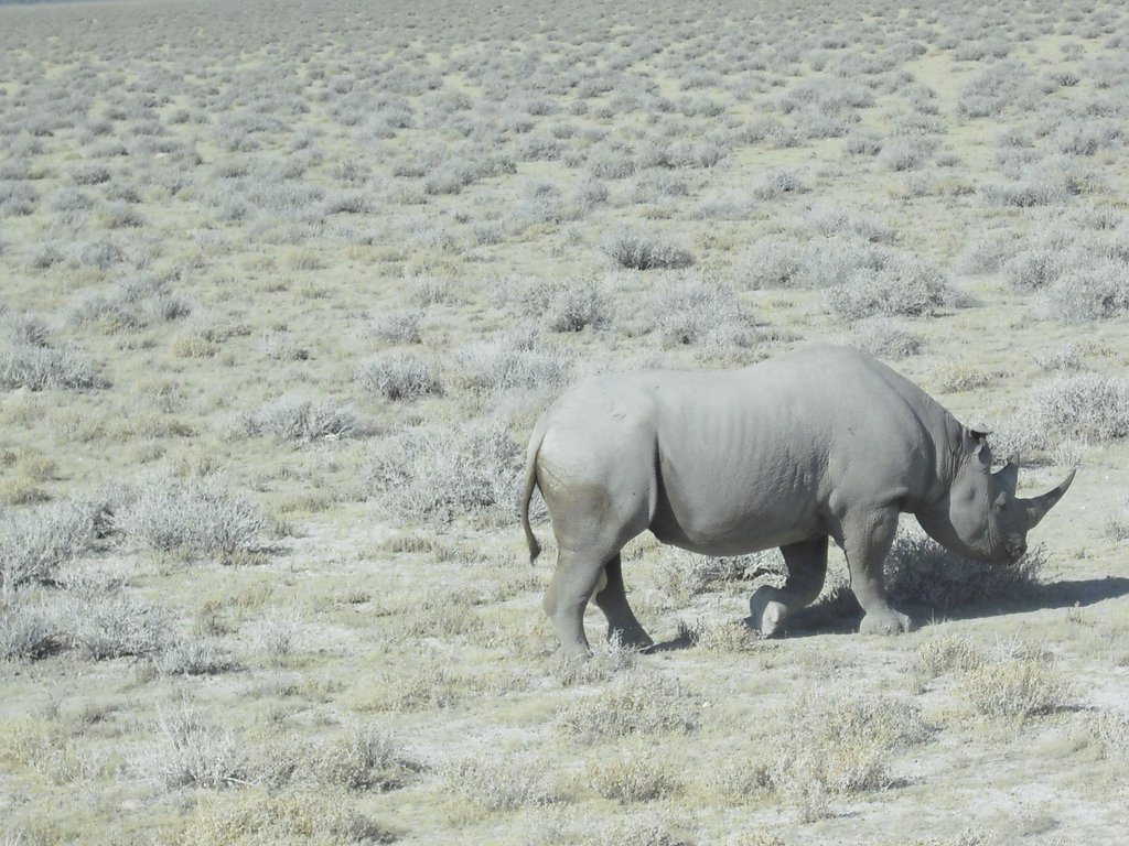 Image CIMG7877.JPG