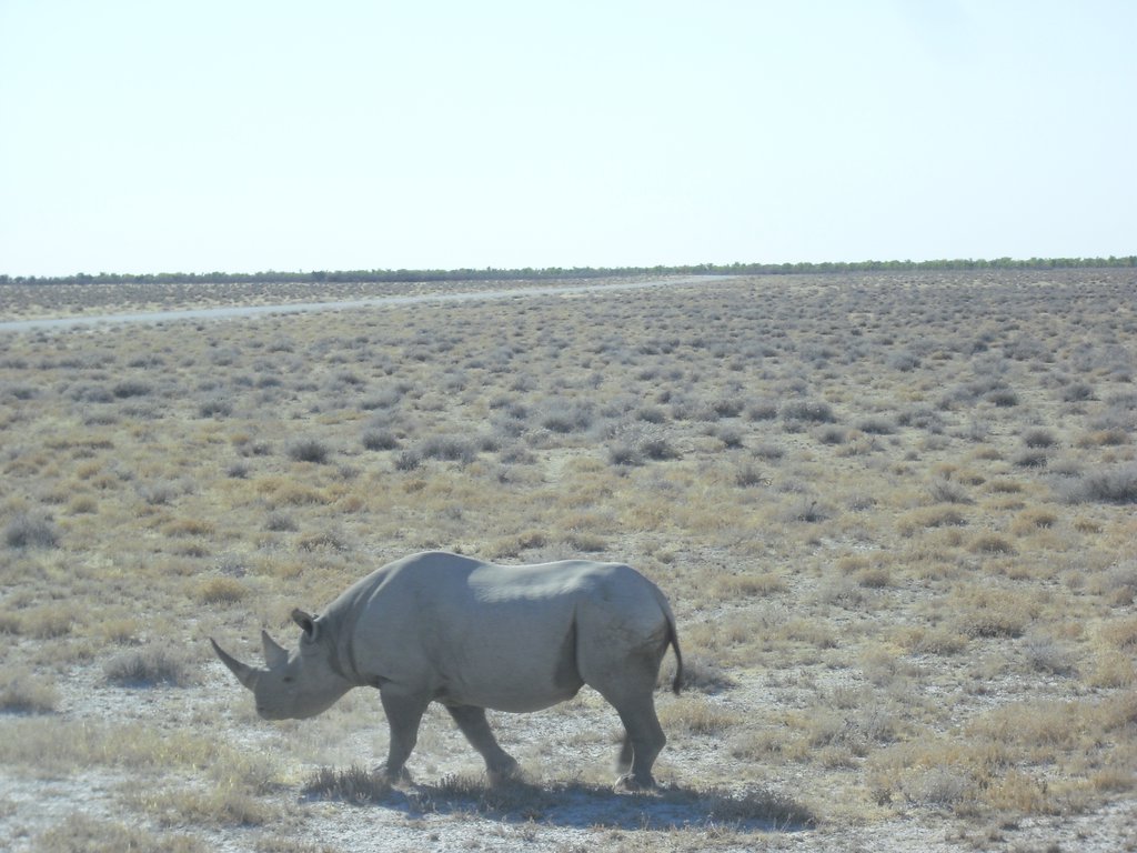 Image CIMG7884.JPG