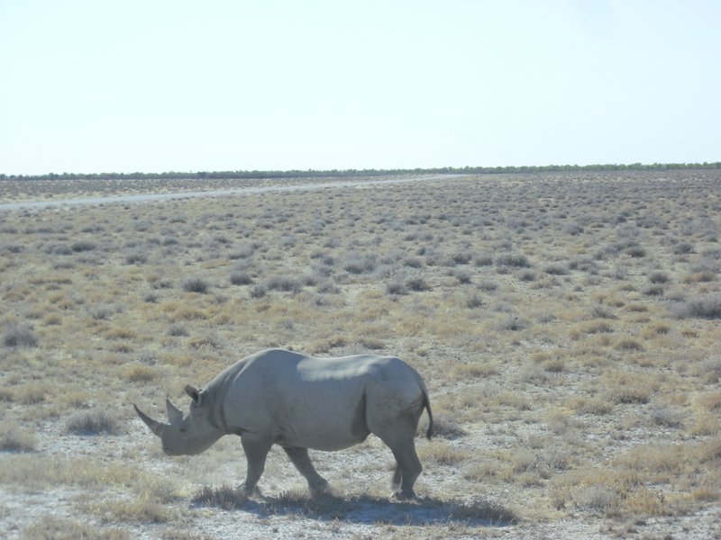Image CIMG7884.JPG