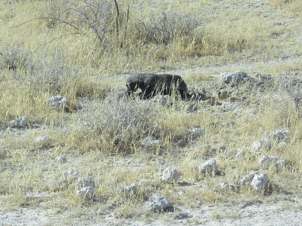 Image CIMG7887.JPG