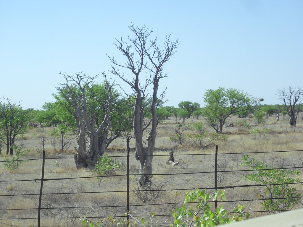 Image CIMG7896.JPG