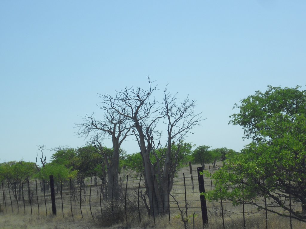 Image CIMG7898.JPG
