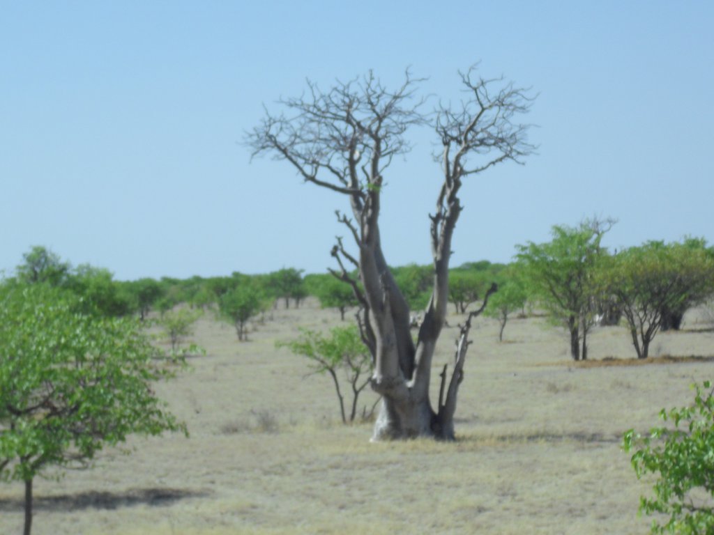 Image CIMG7899.JPG