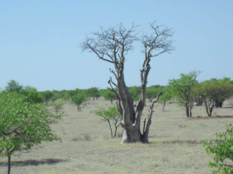 Image CIMG7899.JPG