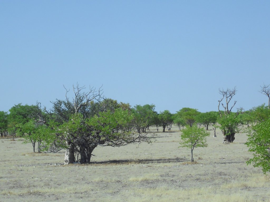 Image CIMG7900.JPG