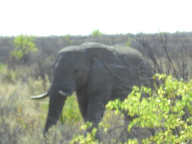 Image CIMG7908.JPG