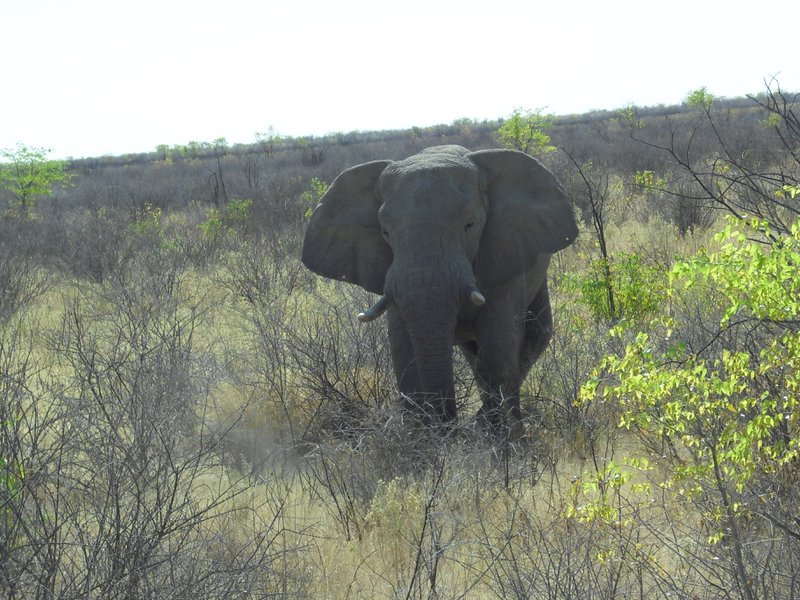 Image CIMG7916.JPG