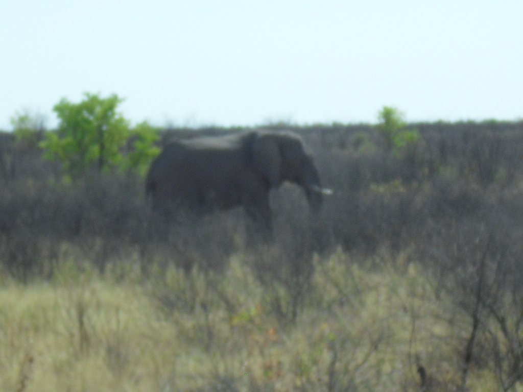 Image CIMG7917.JPG
