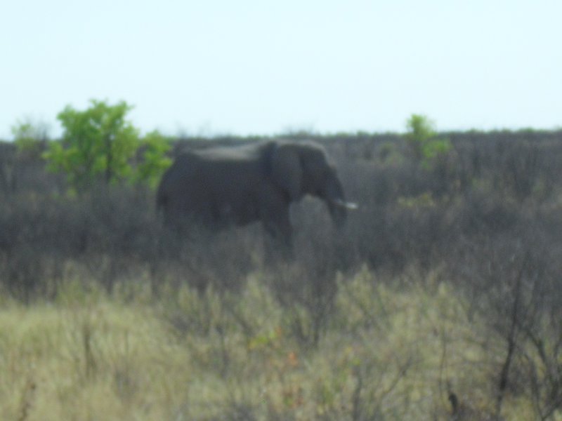 Image CIMG7917.JPG