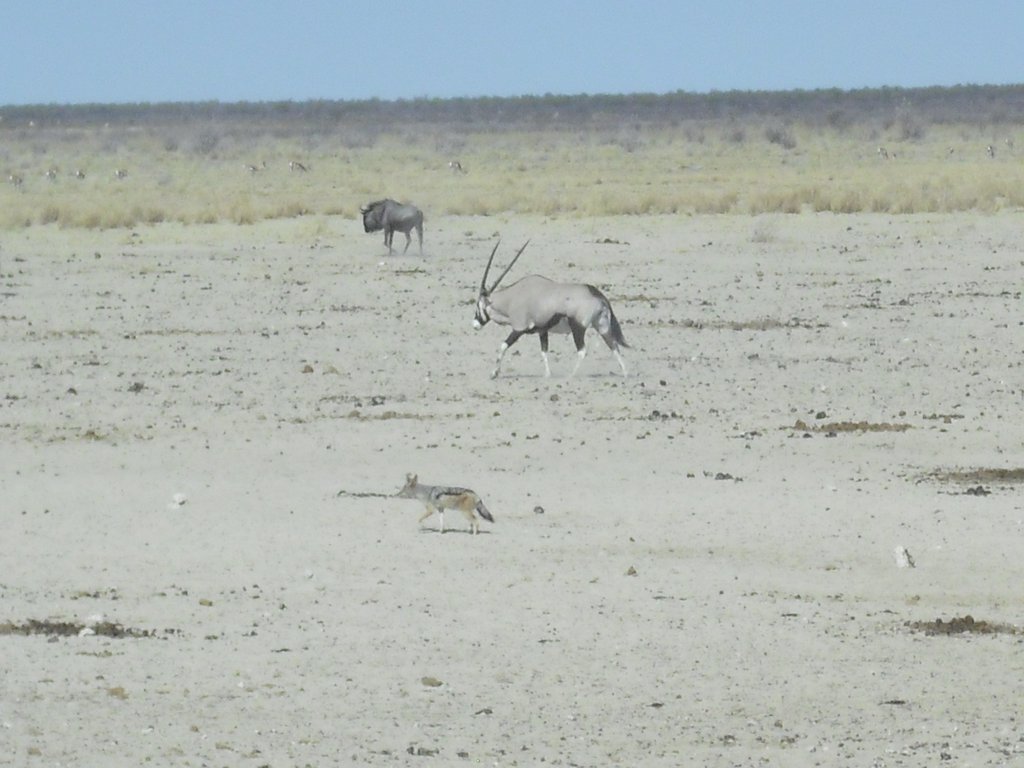Image CIMG7924.JPG