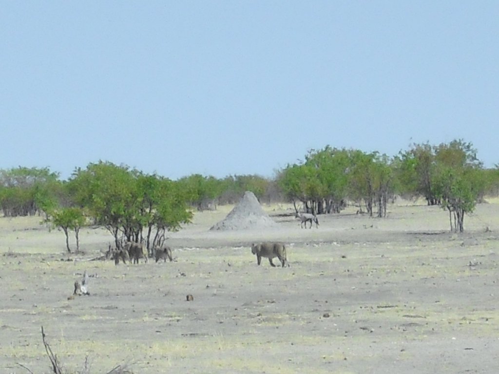 Image CIMG7928.JPG