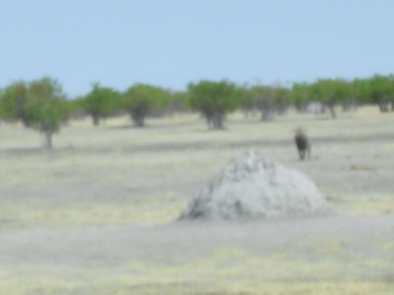 Image CIMG7929.JPG