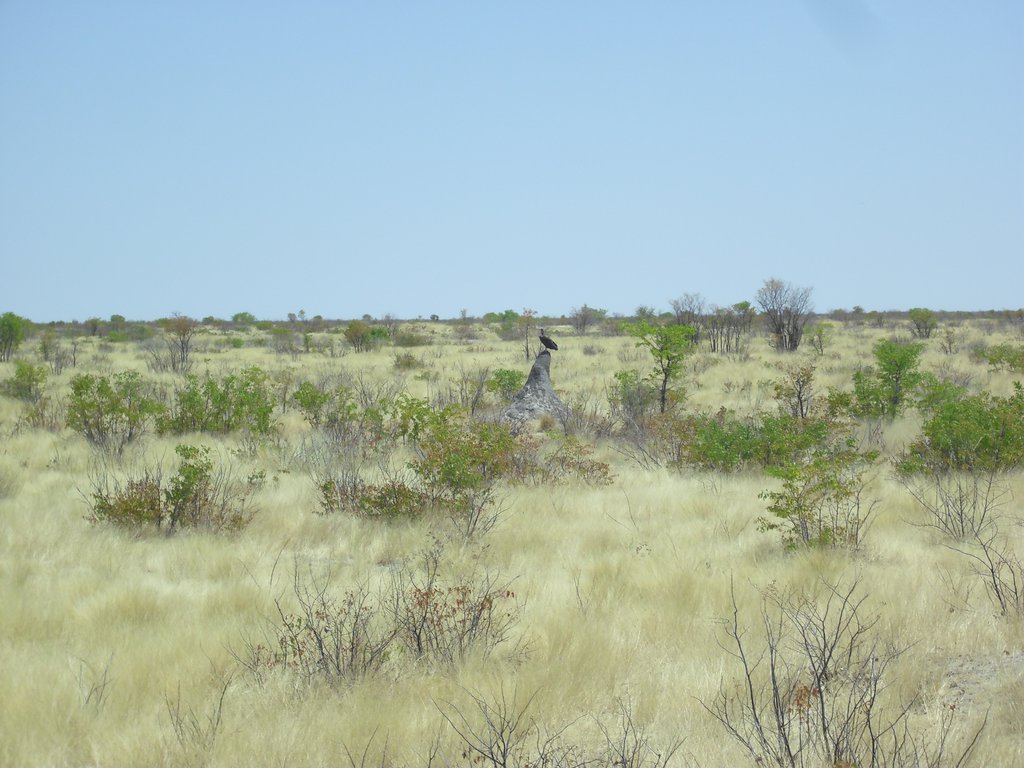Image CIMG7942.JPG