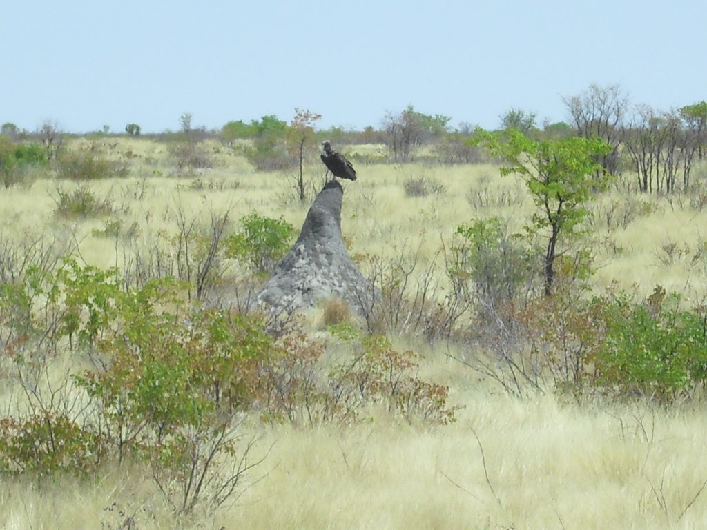 Image CIMG7943.JPG