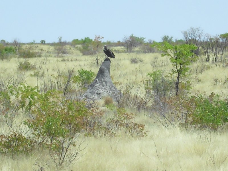 Image CIMG7943.JPG