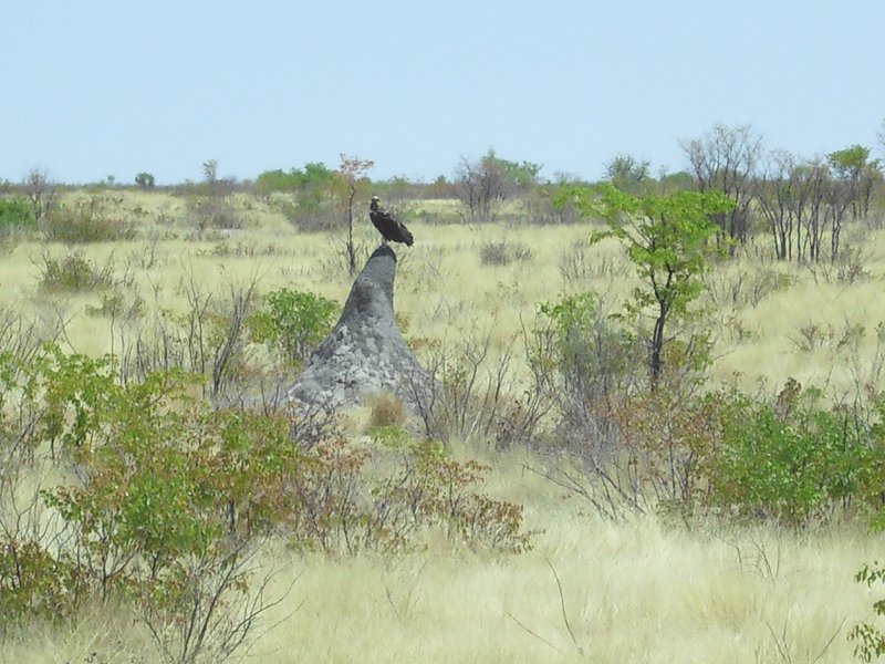 Image CIMG7946.JPG