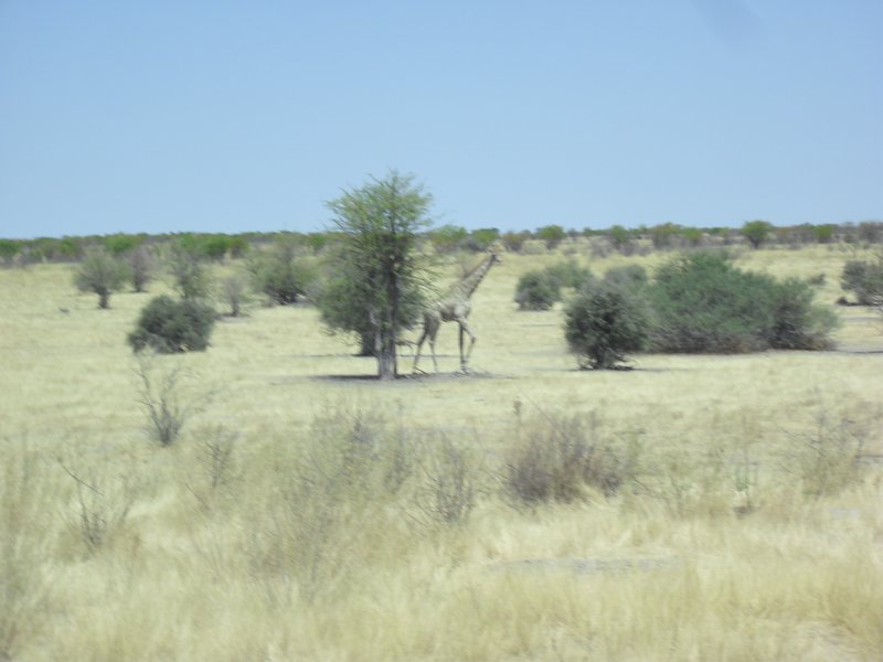 Image CIMG7948.JPG