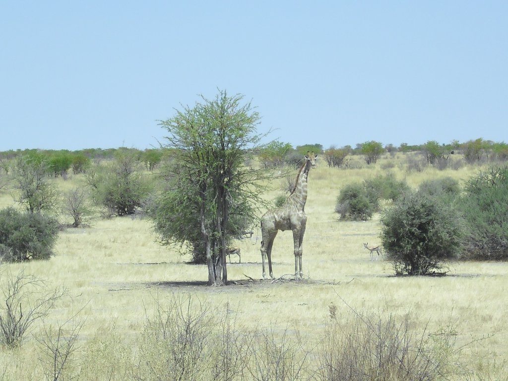 Image CIMG7949.JPG