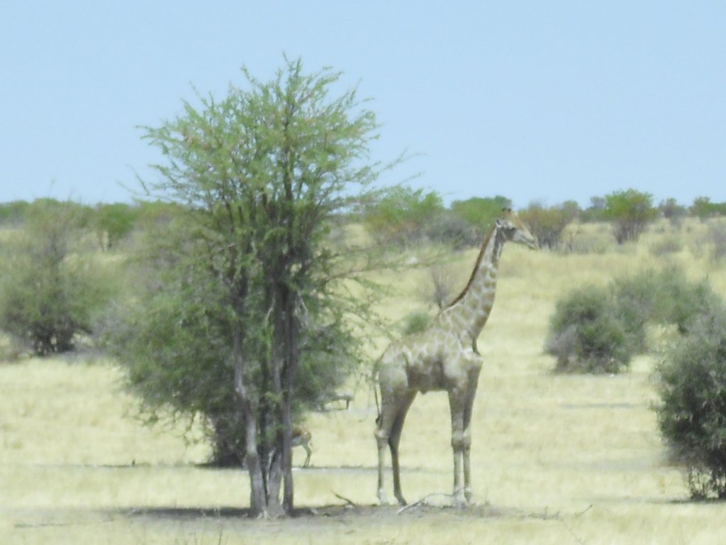 Image CIMG7950.JPG